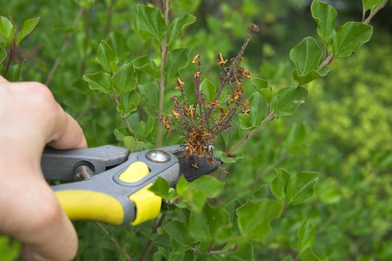 Azalea Pruning