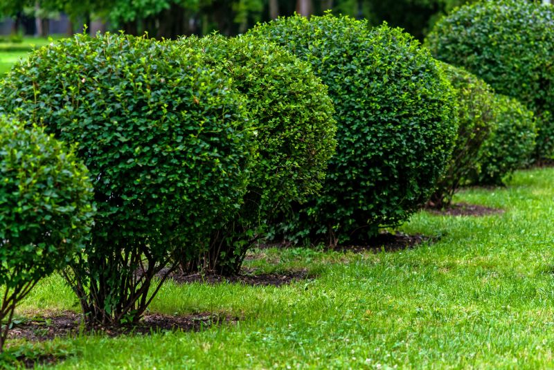 Shrubs with Proper Spacing