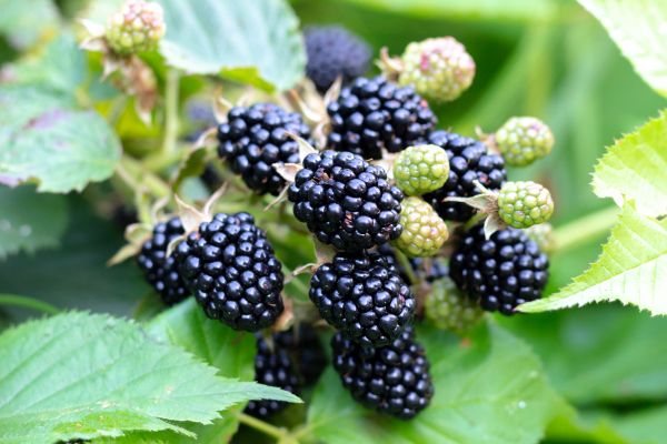 Blackberry Bush Removal in Denver