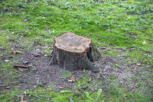 Bush Stump Removal in Denver