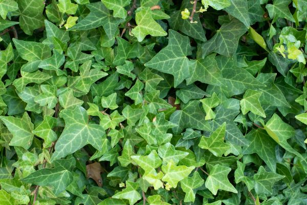 English Ivy Removal in Denver