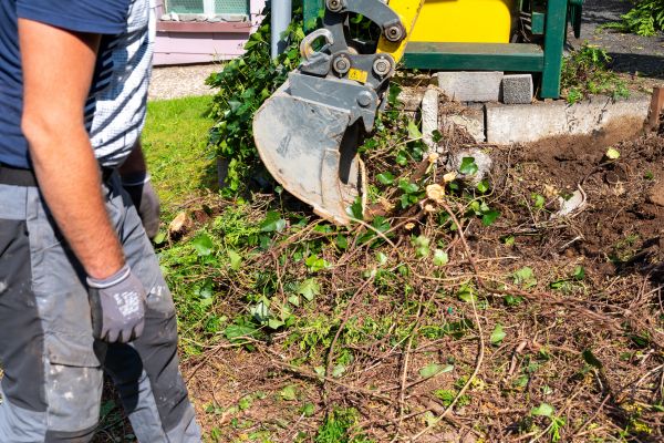 Hedge Removal Service in Denver