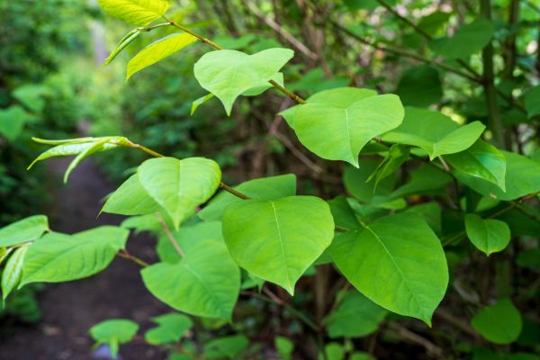 Invasive Plant Removal in Denver