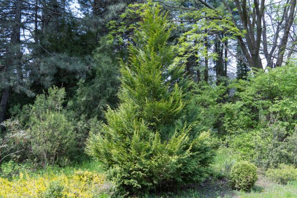 Juniper Pruning in Denver