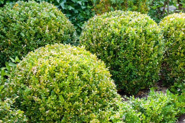 Landscape Trimming Service in Denver