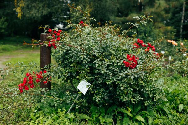 Rose Bush Removal in Denver