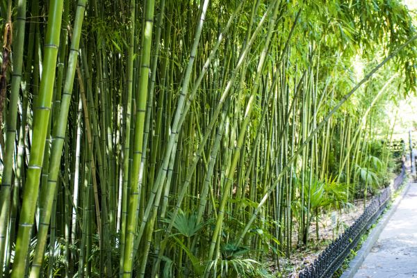 Bamboo Root Removal in Denver