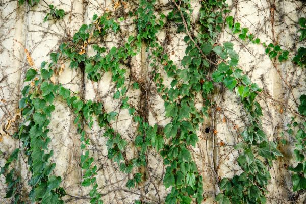 Vine Removal Service in Denver