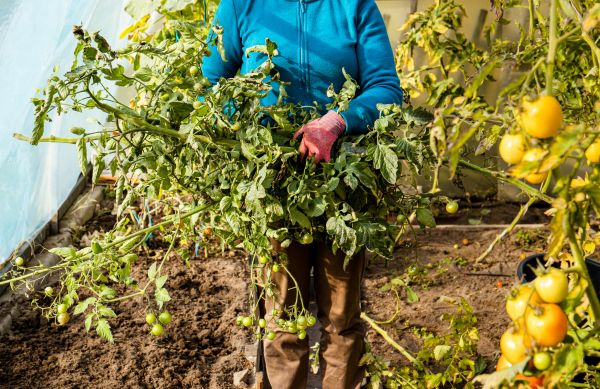 Garden Plant Removal in Denver