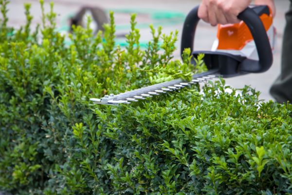 Hedge Shearing in Denver