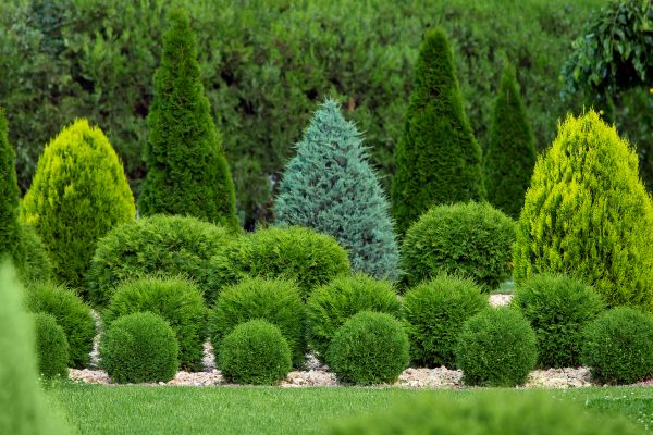 Shrub Shaping in Denver