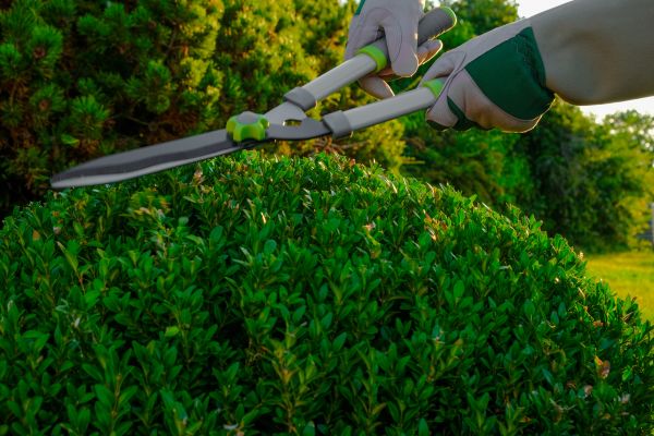 Topiary Shearing in Denver