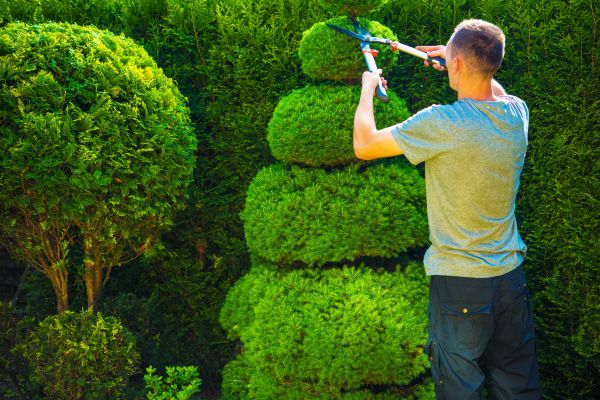 Topiary Shaping in Denver