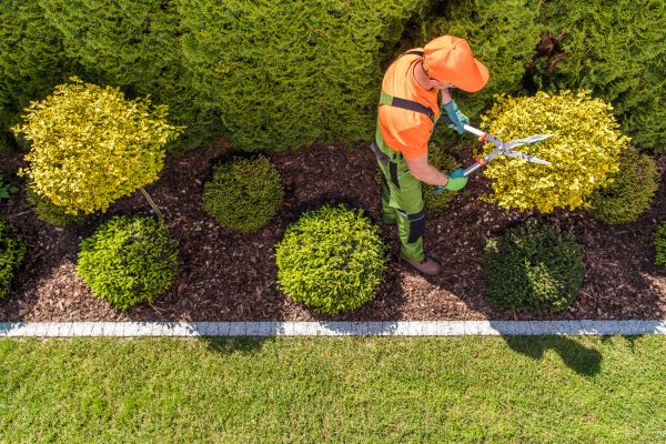 Topiary Trimming in Denver