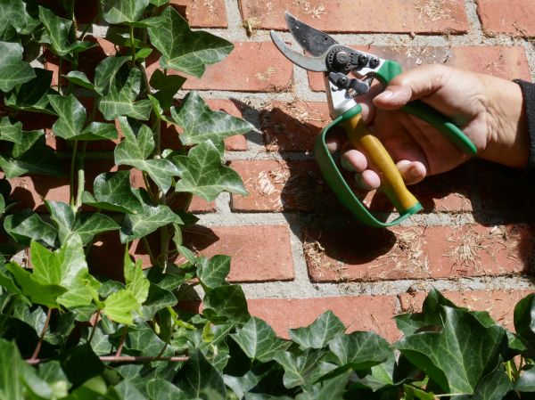 Ivy Removal Service in Denver