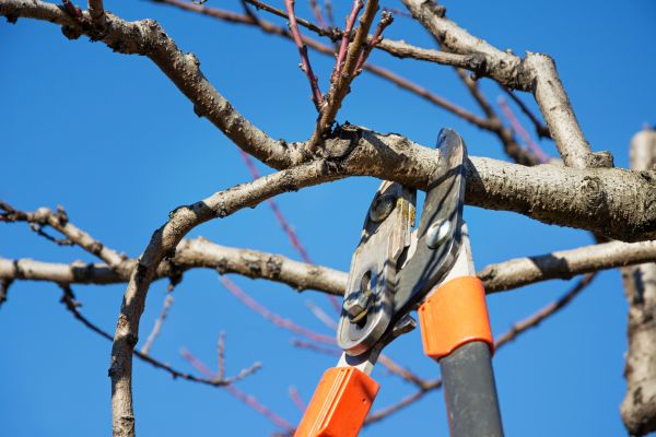 Selective Pruning in Denver