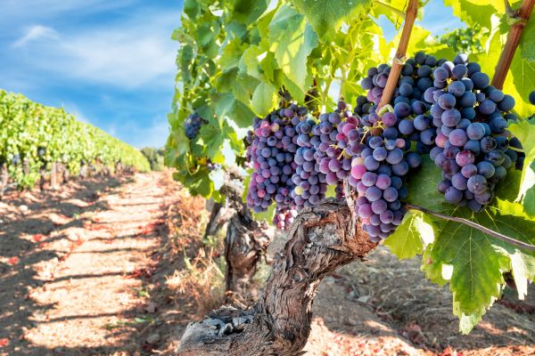 Cost of Grapevine Pruning in Denver