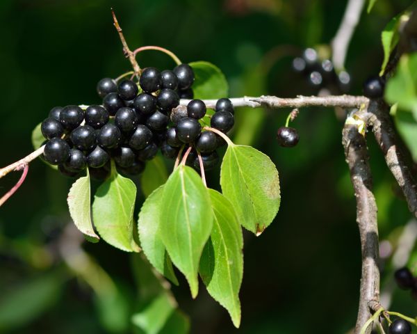 Buckthorn Removal in Denver