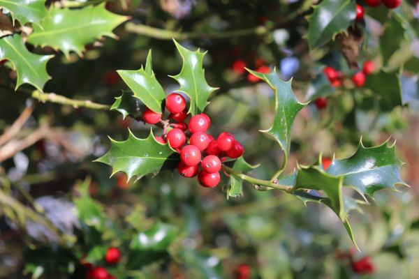 Holly Tree Trimming in Denver
