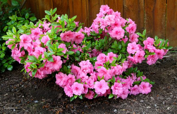 Azaleas Removal in Denver