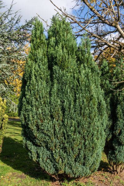 Juniper Trimming in Denver