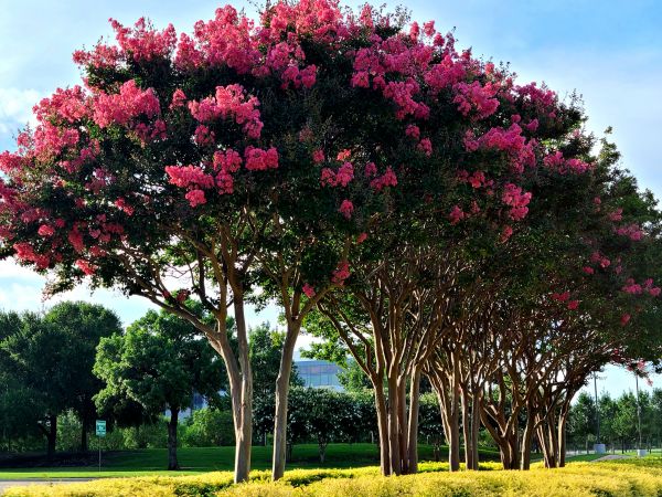 Cost of Crepe Myrtle Pruning in Denver