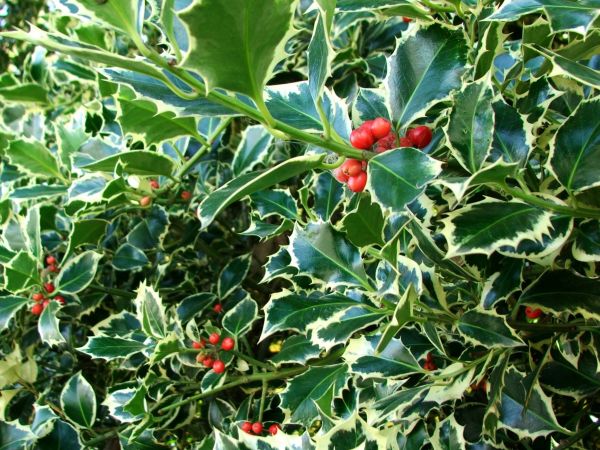 Holly Bushes Trimming in Denver
