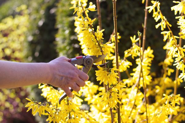 Forsythia Pruning in Denver