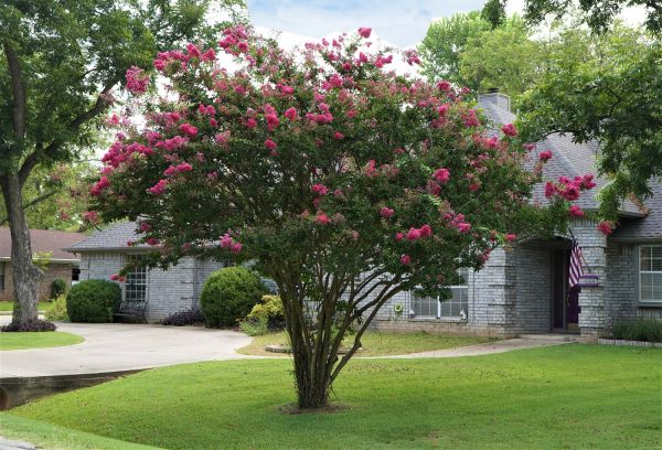 Crepe Myrtle Trimming in Denver