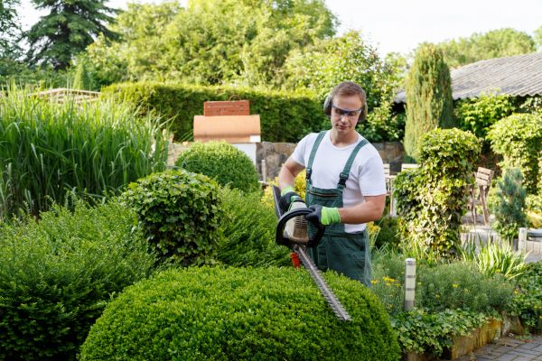 Shrubs Trimming in Denver