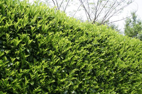Laurel Shrub Removal in Denver