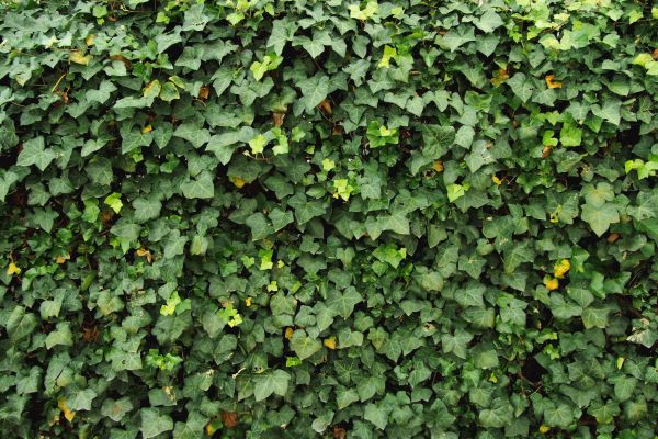 Ivy Pruning service in Denver