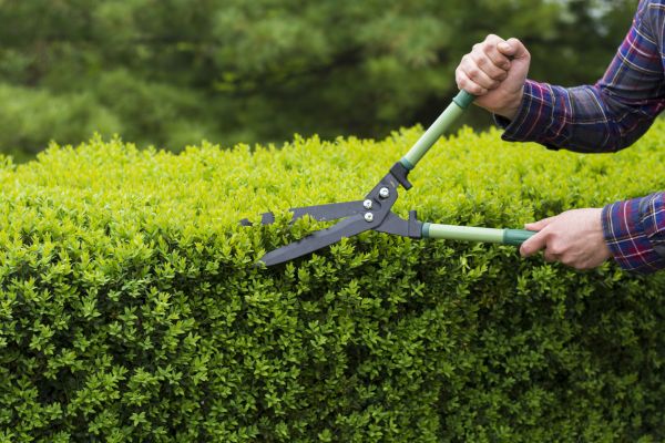 Evergreen Shrub Pruning in Denver