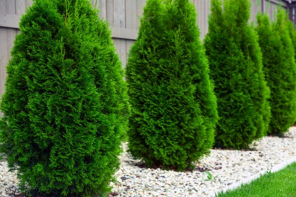 Arborvitae Shaping in Denver