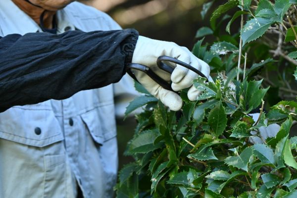 Holly Pruning in Denver