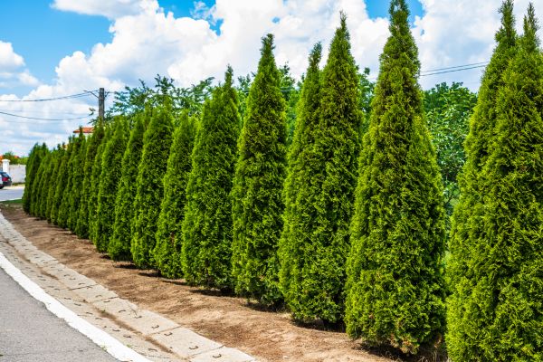 Arborvitae Shearing in Denver