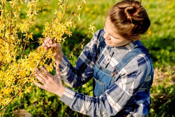Forsythia Trimming in Denver