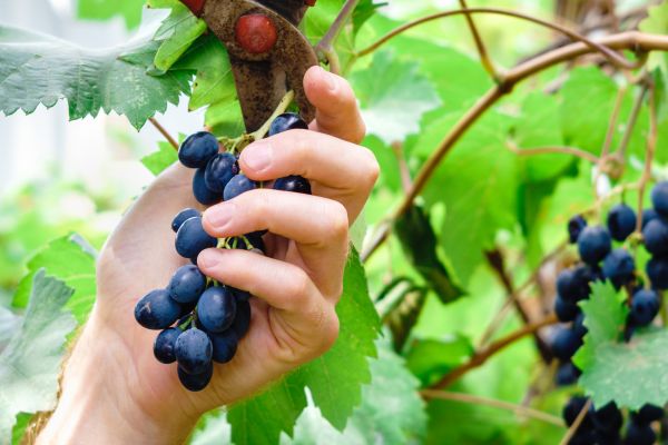 Vineyard Pruning in Denver