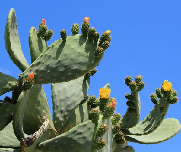 Cactus Removal in Denver