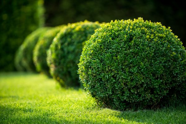 Boxwood Shaping in Denver