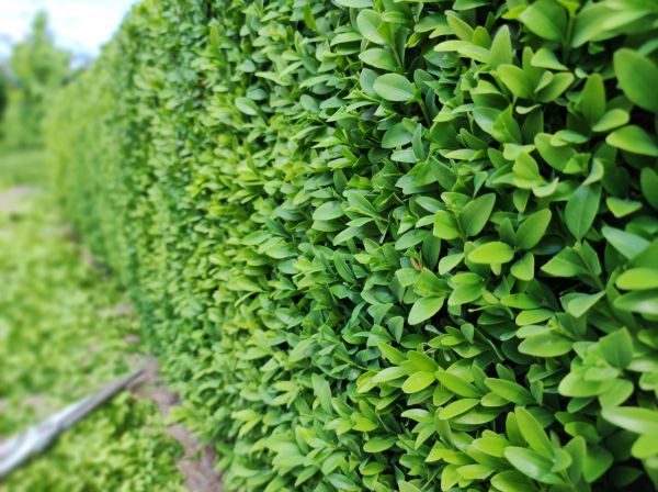 Cost of Boxwood Pruning in Denver