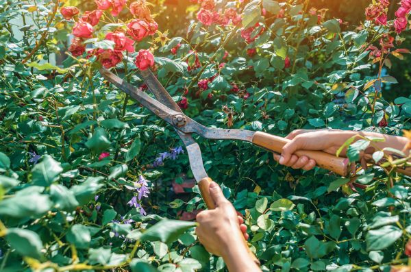 Knockout Roses Pruning in Denver
