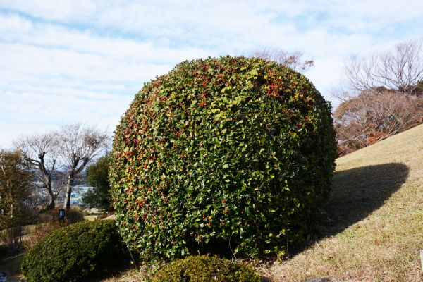 Holly Shrub Pruning in Denver