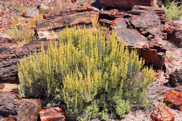 Sagebrush Removal in Denver