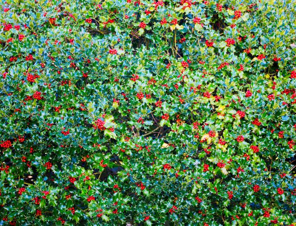 Holly Bush Removal in Denver
