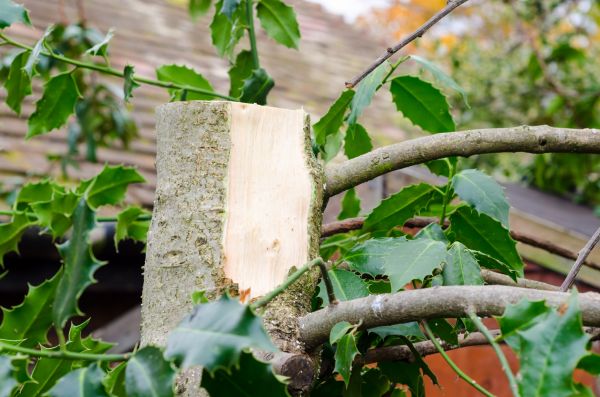 Holly Tree Removal in Denver