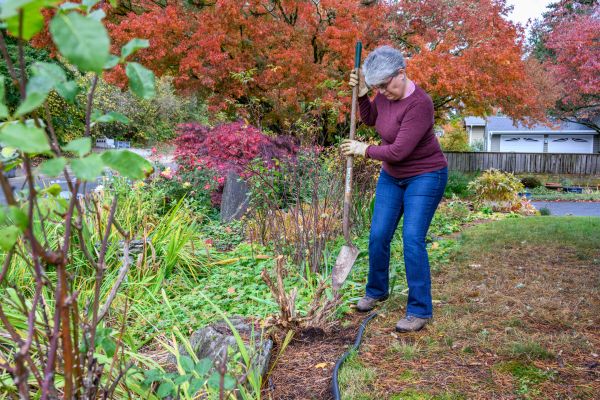 Dead Bush Removal in Denver