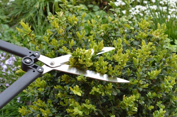 Cost of Boxwood Trimming in Denver