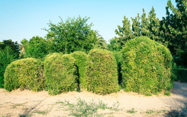Bamboo Hedge Removal in Denver
