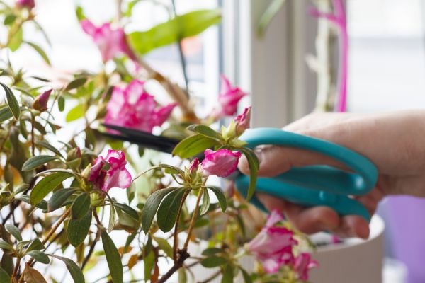 Azalea Pruning in Denver